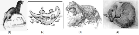 MCQs for NCERT Class 10 English Chapter Mijbil the Otter